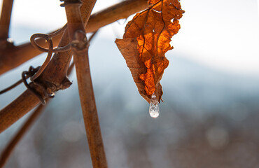 Dried orange brown vine leaf with ice droplet melting in sunlight, symbolizing transition, nature...