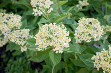 White hydrangea flowers blooming among lush green foliage