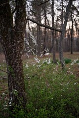 White wildflowers blooming beside a tree in a peaceful woodland setting