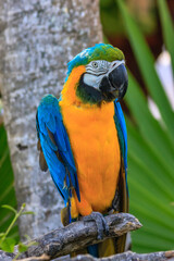 A colorful parrot is perched on a branch