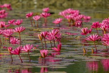 A picturesque pond adorned with vibrant red and pink water lilies, a serene snapshot of the...