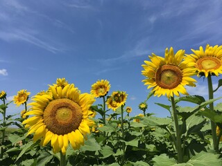 Obraz premium Background of sunflower or girasoles with blue sky and copy space.