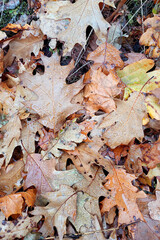 dry leaves. Dry fallen brown oak leaves in autumn Park. autumn background with dry oak leaves, top view, close-up. autumn season, bright leaves, nature in the forest. natural background. wet, drops