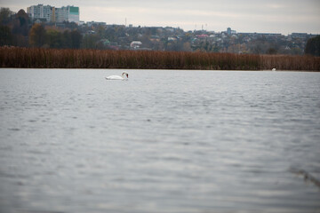 white swan swims in a lake. swan on the river, autumn background, with yellow leaves on a beautiful autumn, sunny day. wild bird in nature, natural habitat
