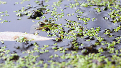 Marsh frog, Pelophylax ridibundus, in nature habitat. Wildlife scene from nature, green animal in water. Beautiful frog in dirty water in a swamp. close-up