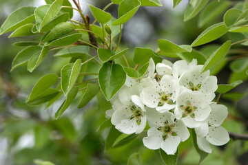 pear flowers. blooming tree in the garden. white delicate flowers and green and young leaves. Malinae, Springtide. Branches of flowering pears on a green background. close-up. pear in the forest