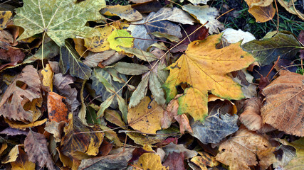 Dry leaves on the ground in a beautiful autumn forest. autumn background, fallen leaves in a forest or park. Grove. selective soft focus. autumn colors, beautiful season. autumn season, first frosts