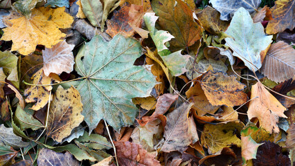 Dry leaves on the ground in a beautiful autumn forest. autumn background, fallen leaves in a forest or park. Grove. selective soft focus. autumn colors, beautiful season. autumn season, first frosts