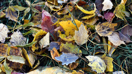 Dry leaves on the ground in a beautiful autumn forest. autumn background, fallen leaves in a forest...