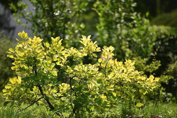 Green background of small bush in the garden. Rim lighting touched up young leaves of the bush against deep green of big tree. Soft and freshness looks. spring season.