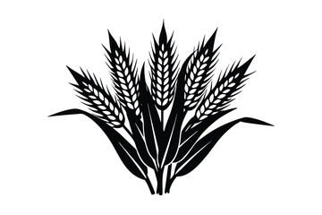 wheat ears isolated on white