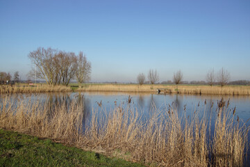 View of a small lake with reed, trees, willows, water, meadows, horizon. In winter near the Dutch city of Alkmaar. Netherlands, February. Blue sky