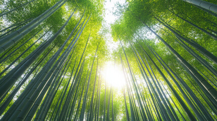Tranquil bamboo forest in arashiyama kyoto illuminated by sunlight