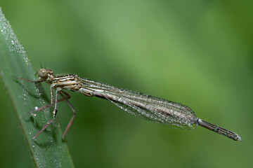 Close-up of a small, delicate dragonfly hanging from a blade of grass. Small dewdrops are on the dragonfly's wings. The sun is shining in the background.