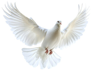 A graceful white dove spreads its wings wide, soaring gracefully through the air. The bird's feathers glisten in the light, enhancing its elegant form and serene presence