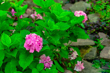 close up bush plant flower blooming season specific April month time