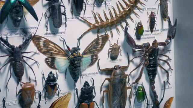Diverse Insect Collection Scientific, Educational Display