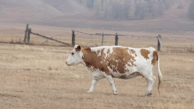 Brown-white cow walk and eat dry grass in the autumn field