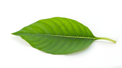 Obraz premium Vibrant Green Leaf Isolated on White Background Stock Photo High Resolution Nature Botany Plant Photography
