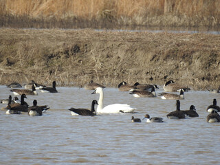 A tundra swan and a flock of Canadian geese swimming within the wetland waters of the Blackwater National Wildlife Refuge, Dorchester County, Maryland. 