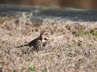 A song sparrow living within the Blackwater National Wildlife Refuge, Dorchester County, Maryland. 