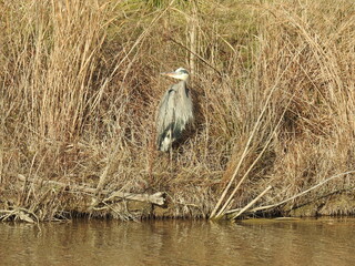 Great blue heron enjoying a cool winter day, within the wetlands of the Blackwater National Wildlife Refuge, Dorchester County, Maryland. 