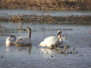 Tundra swans enjoying a cool winter day, within the wetland waters of the Blackwater National...