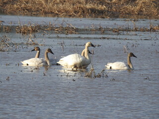 Tundra swans enjoying a cool winter day, within the wetland waters of the Blackwater National...