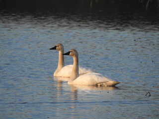 A pair of tundra swans swimming within the wetland waters of the Blackwater National Wildlife...