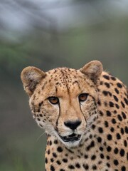 Gepard