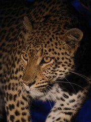 Leopard