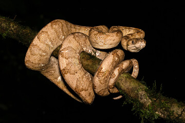 Corallus annulatus, known as ringed tree boa, annulated tree boa, northern annulated tree boa