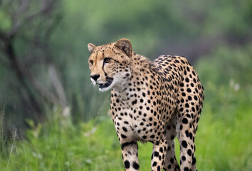 Gepard © Karsten