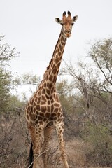 Giraffe