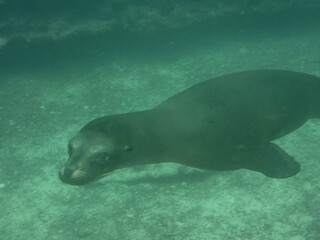 Obraz premium Galapagos Sea Lion