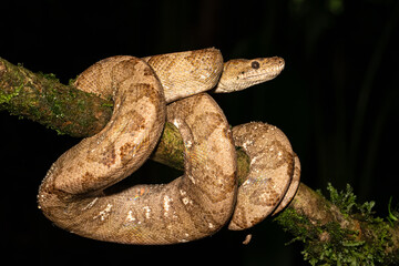 Corallus annulatus, known as ringed tree boa, annulated tree boa, northern annulated tree boa