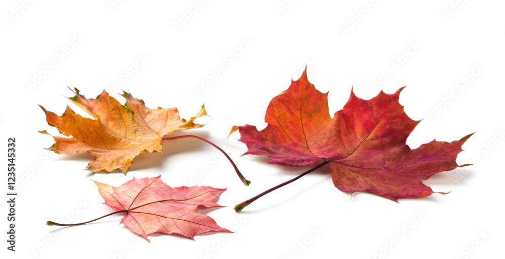 Poster Autumn maple leaves isolated on white background with shadows, clipping path  for isolation without shadows on white. Concept of autumn and the changing of the seasons
