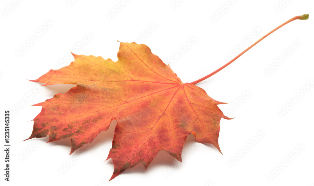 Poster Autumn maple leaf isolated on white background with shadows, clipping path  for isolation without shadows on white. Concept of autumn and the changing of the seasons