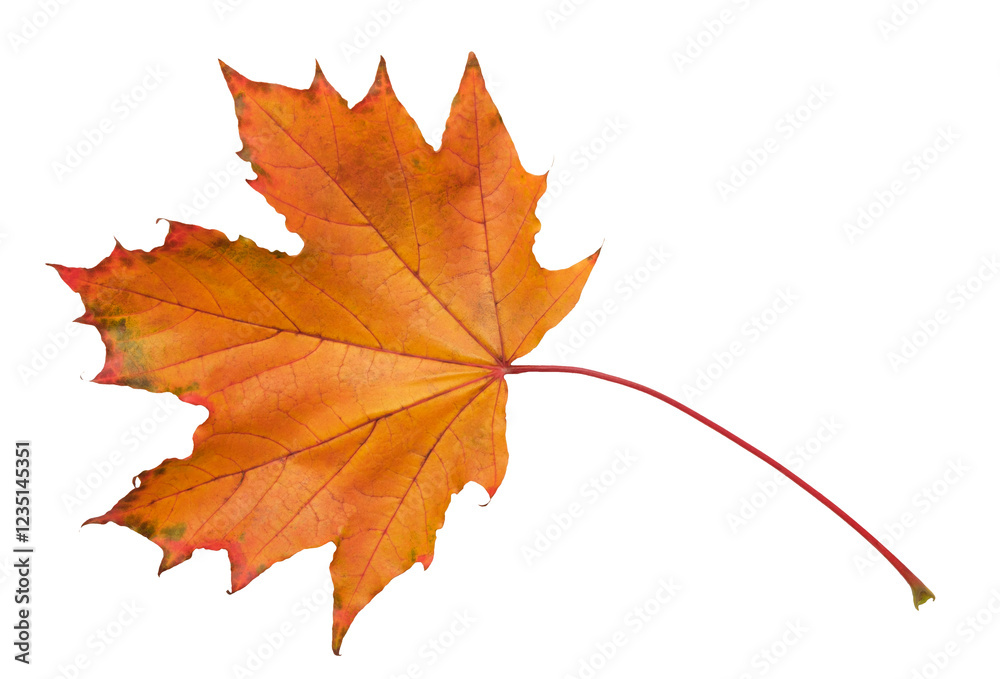 Poster a leaf with a red and yellow color. the leaf is on a white background. the leaf is in a natural sett