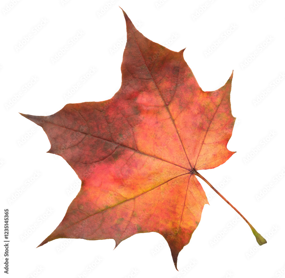Poster a leaf with a red and yellow color. the leaf is on a white background. the leaf is in a natural sett
