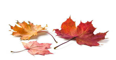 Autumn maple leaves isolated on white background with shadows, clipping path  for isolation without shadows on white. Concept of autumn and the changing of the seasons