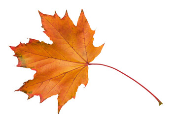 A leaf with a red and yellow color. The leaf is on a white background. The leaf is in a natural...