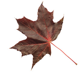 A leaf with a red and yellow color. The leaf is on a white background. The leaf is in a natural setting. Concept of autumn and the changing of the seasons