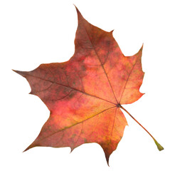 A leaf with a red and yellow color. The leaf is on a white background. The leaf is in a natural setting. Concept of autumn and the changing of the seasons