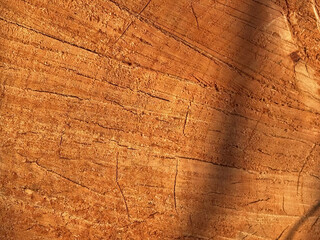 Close-up of a wood slice, showcasing the texture of the wood. The surface has a warm brown color with visible rings and lines, indicating the age of the tree