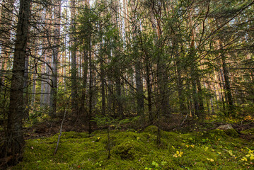 wild forest taiga southern urals