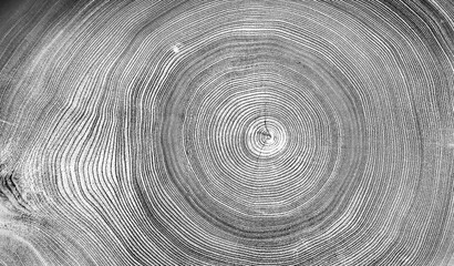 Gray ink stamp impression of end grain of wood slab. Tree rings art with texture and cracked surface.
