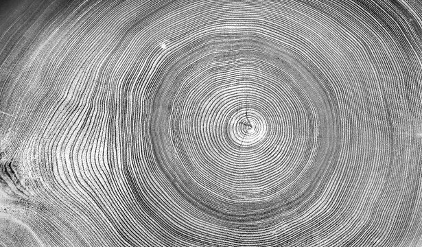 Gray ink stamp impression of end grain of wood slab. Tree rings art with texture and cracked surface.
