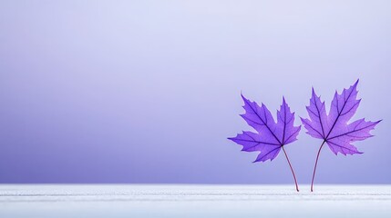 Two Purple Maple Leaves On White Surface Against Pale Purple Background