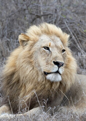 Fototapeta premium Löwe